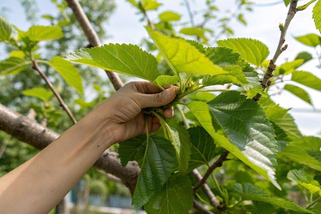 Đừng chỉ ăn quả, lá cây này quý như "nhân sâm"