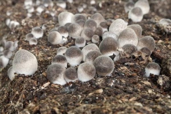 Thành phần dinh dưỡng và dược liệu của nấm rơm Volvariella volvacea